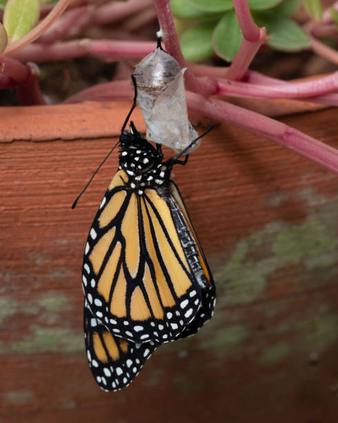 Monarch Butterfly Newly Emerged Prepares for Flight stock photo