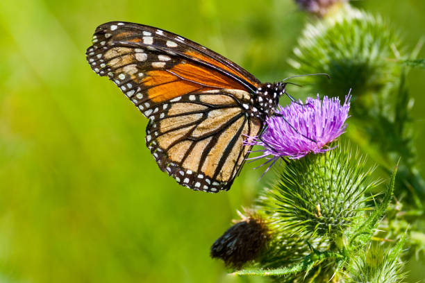 Monarch Butterfly on a Thistle The Monarch Butterfly (Danaus plexippus) may be the most familiar North American butterfly. They range from southern Canada to South America. Adults make massive migrations from August to October, flying thousands of miles south to hibernate along the California coast and Central Mexico. Their favorite nectar sources include the Asters, Coneflowers and Milkweeds. This butterfly was photographed while perched on a Thistle in Flagstaff, Arizona, USA. jeff goulden butterfly stock pictures, royalty-free photos & images