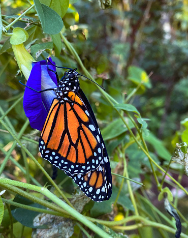 Monarch Butterfly on an Pea Vine, Asian Pigeonwings with his wings closed on a windy day