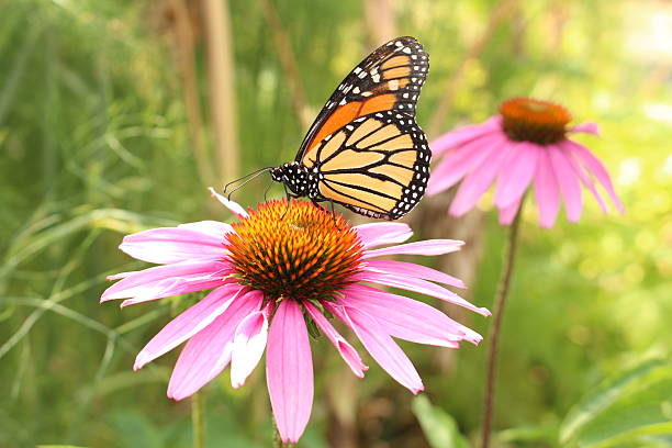 "Monarch Butterfly" on "Blacksamson Echinacea" flower stock photo