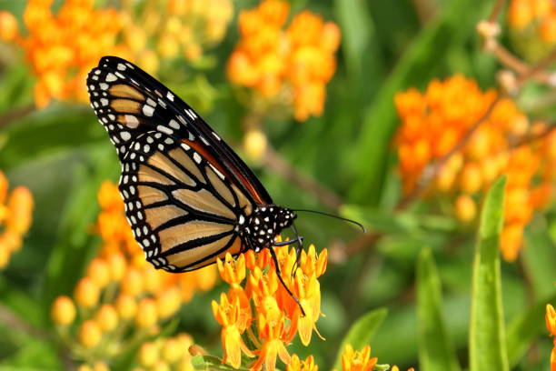 Monarch Butterfly on Butterfly Weed A Monarch Butterfly feeds on orange Butterfly Weed Flowers in the garden. monarch butterfly photos stock pictures, royalty-free photos & images