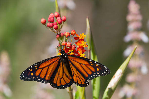 Monarch Butterfly on Flower stock photo