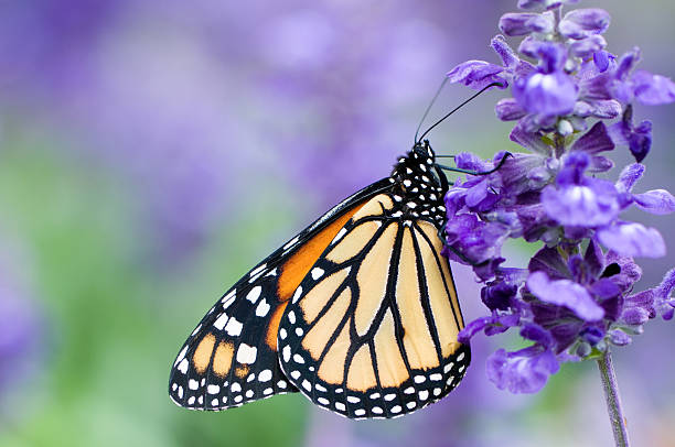 Monarch butterfly (Danaus plexippus) on purple flower  monarch butterfly photos stock pictures, royalty-free photos & images