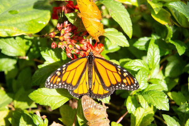 Monarch butterfly on red blooming flowers stock photo