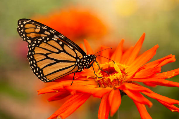 Monarch butterfly on red blooming zinnia flower during annual migration stock photo