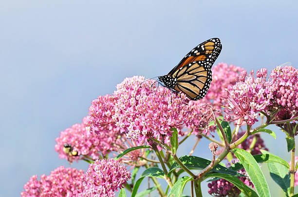 Monarch Butterfly (Danaus plexippus) on Swamp Milkweed Wildflower stock photo