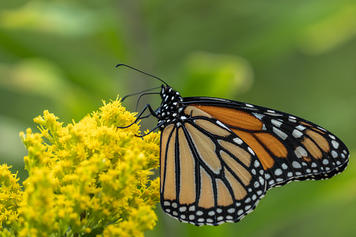Monarch Butterfly (danaus plexippus) feeding on yellow wildflower in summer meadow