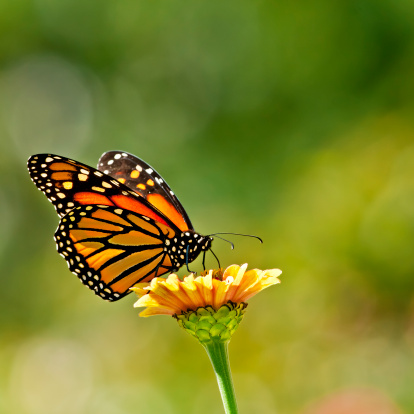 Monarch Butterfly Pictures, Images and Stock Photos - iStock