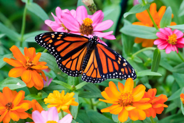 Monarch Butterfly on Zinnias Pretty Monarch butterfly feeding on orange and yellow zinnias with it's wings mostly open monarch butterfly photos stock pictures, royalty-free photos & images