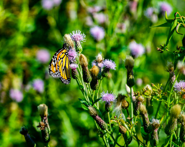Monarch Butterfly A close up side view shot of a Monarch Butterfly sitting on a flower and feeding in a meadow - stock photography butterfly garden stock pictures, royalty-free photos & images