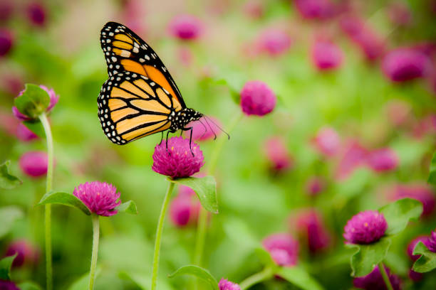Monarch Butterfly (Danaus Plexippus) "Close up photograph of a pretty monarch butterfly, danaus plexippus." monarch butterfly photos stock pictures, royalty-free photos & images
