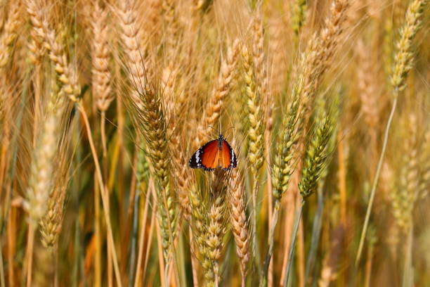 monarch butterfly sitting on wheat head monarch butterfly sitting on the ear of wheat in agriculture field butterfly garden stock pictures, royalty-free photos & images
