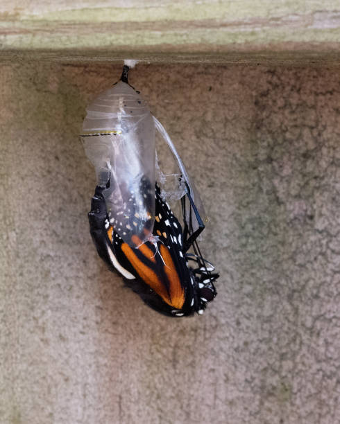 Monarch Butterfly Slipping Out of Clear Chrysalis stock photo