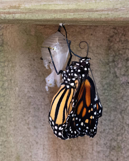 Monarch Butterfly Uncurls its Newly Emerged Wings stock photo