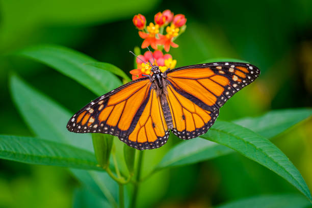 Monarch butterfly with wings spread wide stock photo