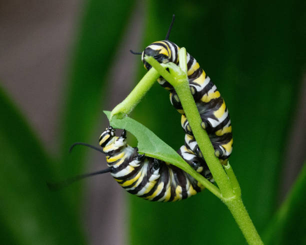 Monarch Caterpillar Circles its Milkweed Leaf stock photo