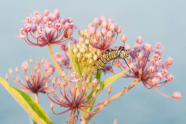 monarch caterpillar on milkweed stock photo