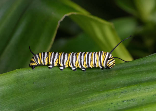 Monarch Caterpillar Seeks Place to Become Chrysalis stock photo