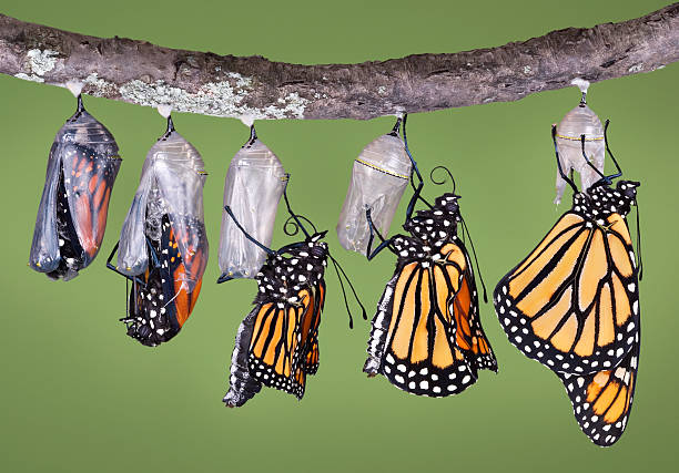 Monarch emerging from chrysalis A composite of five different views of a monarch emerging from its chrysalis. It shows the emerging monarch from the first opening of the chrysalis to the final unfolding and drying of its wings. The butterfly starts its emergence upside down and has to grab the chrysalis tightly with its legs and right itself. monarch butterfly photos stock pictures, royalty-free photos & images