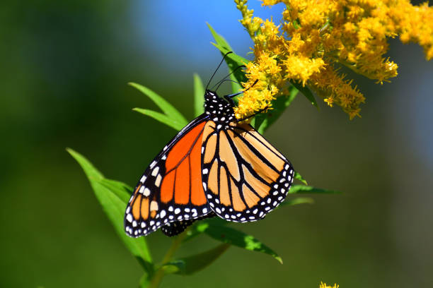 Monarch on goldenrod medium close-up Medium close-up of monarch butterfly feeding on goldenrod in September perennial stock pictures, royalty-free photos & images