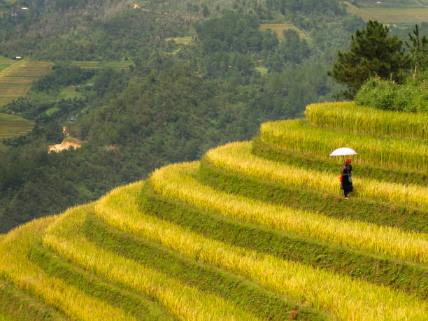 H'mong woman farmer go home on terrace rice fields at Mu Cang Chai, Yen Bai province, Vietnam stock photo