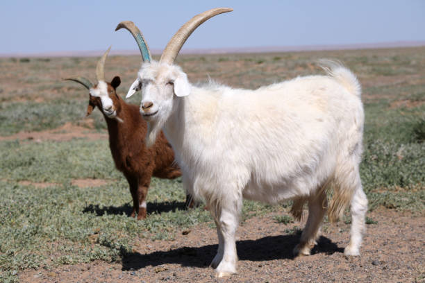 Mongolian Goats in Gobi Desert stock photo