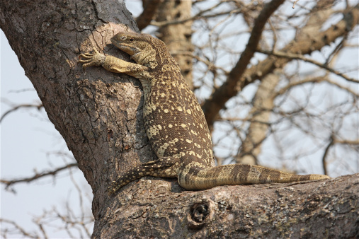 Monitor Lizard climbing a tree, South Africa