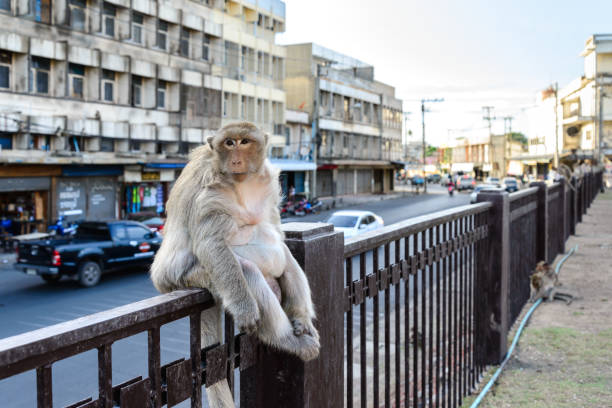 Monkey crowd sitting on fence in city.. stock photo