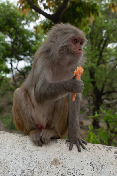 Monkey eating ice cream in nepal stock photo
