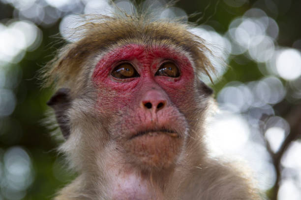 Monkey Face stock photo
