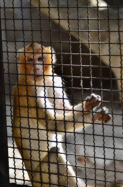 Monkey in a cage stock photo