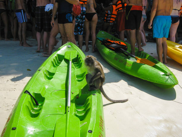 a monkey is sitting on a green boat around the edge. sandy seashore. - voerboot stockfoto's en -beelden