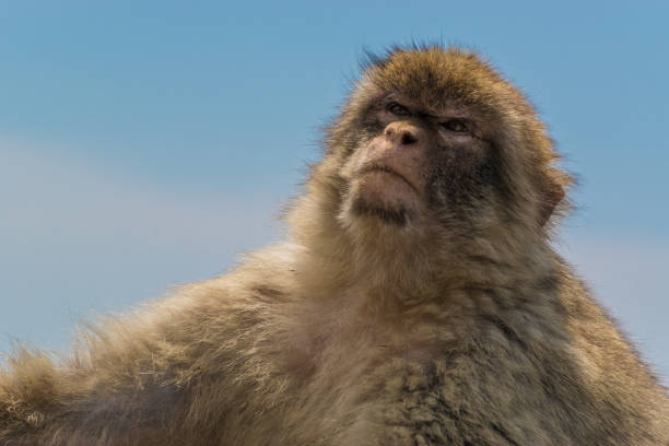 Monkey of Gibraltar stock photo