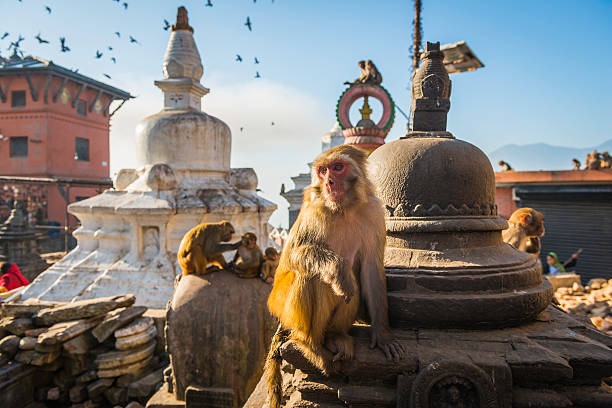 Monkey on stupa at Swayambhunath temple iconic landmark Kathmandu Nepal Rhesus Macaques monkeys on the ancient stupas of Swayambhunath temple high above Kathmandu, Nepal's vibrant capital city. gompa stock pictures, royalty-free photos & images