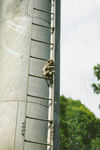 aap zittend op een trap in een watertank in het bos in kl vogelpark - dinosaur trees stockfoto's en -beelden