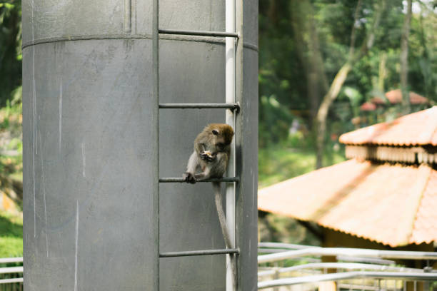 aap zittend op een trap in een watertank in het bos in kl vogelpark - dinosaur trees stockfoto's en -beelden