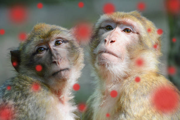 monkeypox outbreak, mpxv virus, infectious disease spreading, sick monkey - monkeypox stockfoto's en -beelden