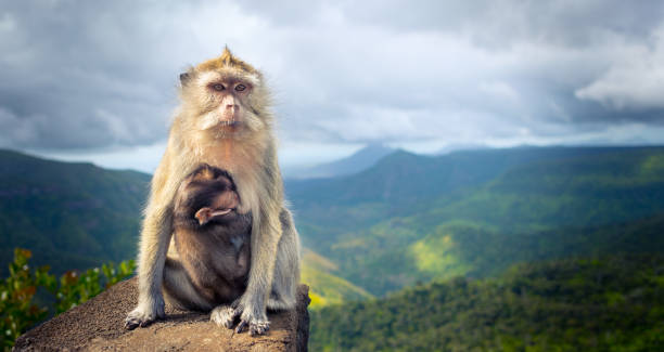 Monkeys at the Gorges viewpoint. Mauritius. Panorama stock photo