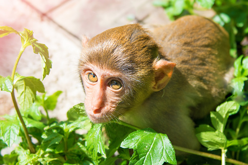 Monkeys Running Around In The Jungle Eating Small And Big Plays And Bask In The Sun Stock Photo Download Image Now Istock,How Long Is A Dog In Heat After She Starts Bleeding