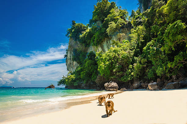 Monkeys waiting for food in Monkey Beach, Thailand stock photo