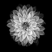 A black and white image of a dahlia flower isolated on a black background. The background can be easily extended for copy.