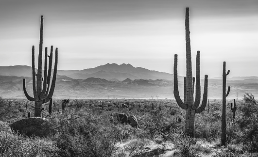 Monochrome depiction of the Sonoran Desert landscape with Saguaro Cactus silhouettes and Four Peaks, AZ in the background.