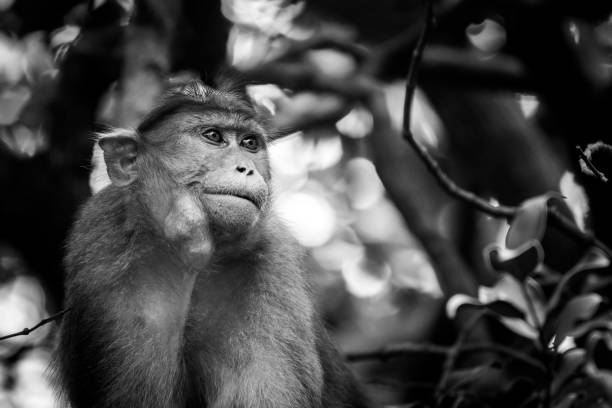 Monochrome image of bonnet macaque monkey stock photo