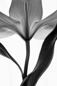 monochrome lily flower isolated on white