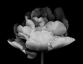 A monochrome double tulip isolated on a black background.