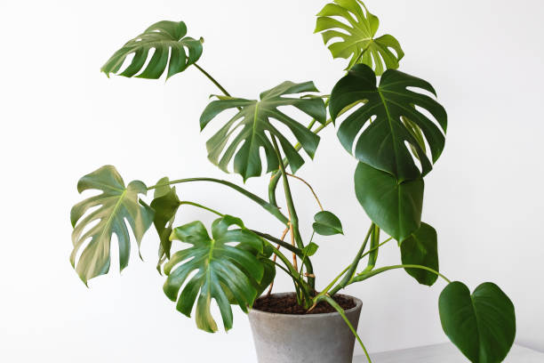Monstera deliciosa or Swiss cheese plant in a gray concrete flower pot stands on a table on a white background.Hipster scandinavian style room interior. Empty white wall and copy space. stock photo