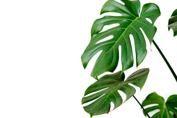 Monstera deliciosa or Swiss cheese plant on a white background. Stylish and minimalistic urban jungle interior. Empty white wall and copy space. stock photo