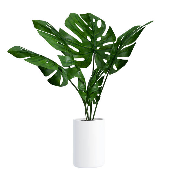 monstera in een pot geïsoleerd op witte achtergrond, sluit omhoog van tropische bladeren of kamerplant die binnen voor decoratief doel groeien. - plant stockfoto's en -beelden