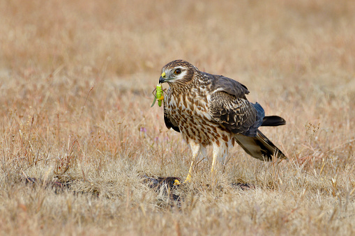 montagus-harrier-female-with-grasshopper-kill-circus-pygargus-india-picture-id1357662011?b=1&k=20&m=1357662011&s=170667a&w=0&h=aoWb1x__At8ec1VFwjlI5VCP0cykBi7g_HZ7ZNzeckA=