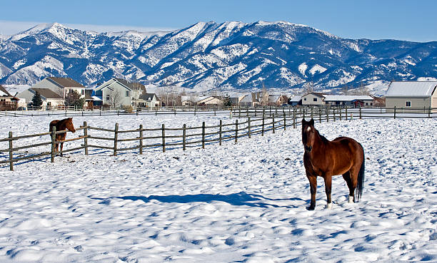 Montana mountains during winter with horses in a pasture stock photo